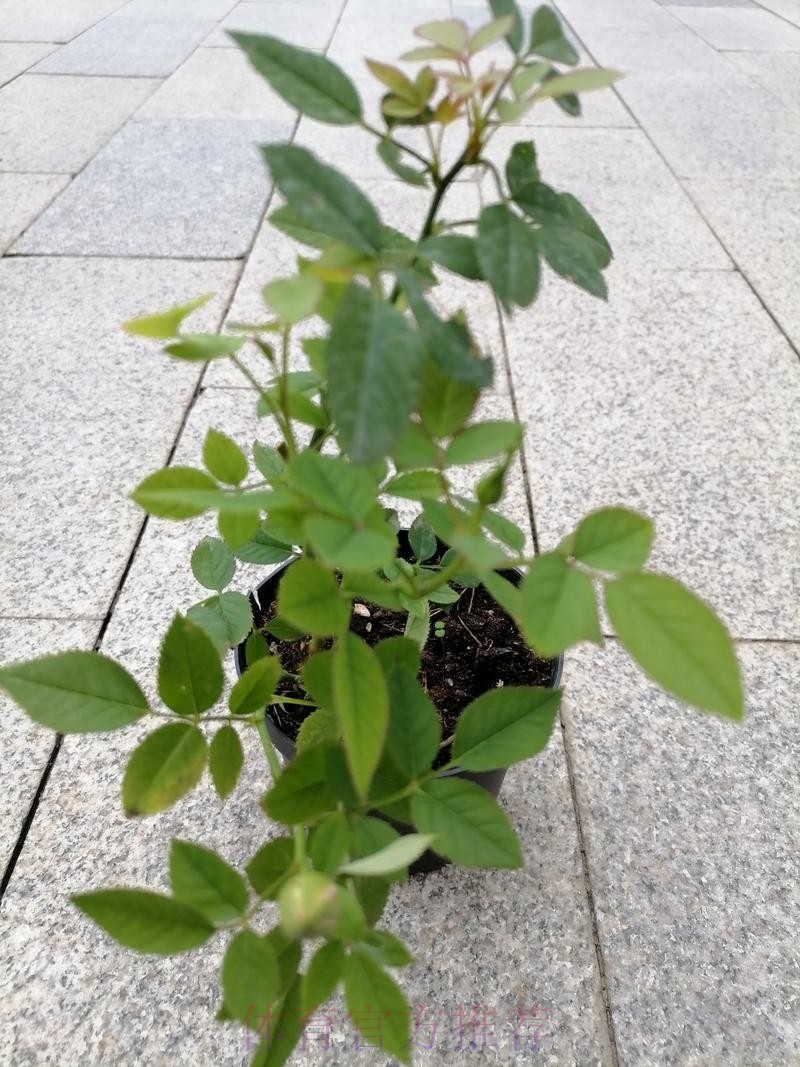 皇馬態沉博「細」 皇馬態沉博「細」